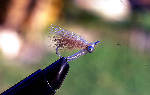 big_010222-mexico-punta_allen-fly_crazy_charlie.html