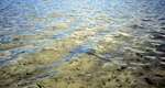 big_020306-mexico-punta_allen-lagune-stingray.html