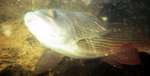 big_020705-Trysil-Raset-Julern-Harr-byebye-UW.html