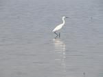 big_040217-Bahamas-Abaco-Purka-bird-DB.html