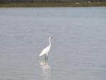 big_040217-Bahamas-Abaco-Purka-bird2-DB.html