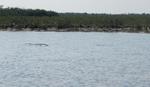 big_040222-Bahamas-Abaco-Purka-tailing_bone.html