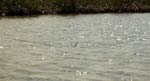 big_040507-Bahamas-Abaco-Bonefish-tailing.html