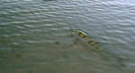 big_060120-Bahamas-Abaco-bonefish-release2.html