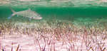 big_061127-Bahamas-Abaco-Figen-bone-underwater-CJ.html