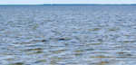 big_061127-Bahamas-Abaco-Julern-bone-shark.html
