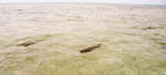 en_big_070220-Abaco-Sandbank-sharks2.html