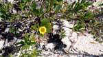 big_070223-Bahamas-Abaco-flower-AF.html