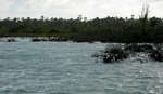 big_071029-Abaco-Dumpa-mangrove.html