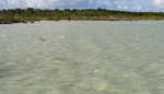 en_big_071029-Abaco-Dumpa-mangrove2.html