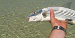 en_big_071102-Abaco-Purka-openseas3.html