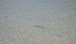 en_big_071102-Abaco-Purka-openseas5.html