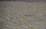 en_big_071103-Abaco-Purka-bone-2.html