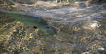 en_big_071103-Abaco-Purka-bone.html