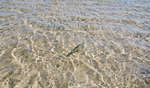 en_big_071103-Abaco-Purka-fighting6.html