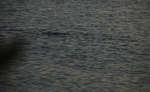 en_big_071104-Abaco-Purka-afternoon4.html