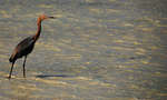 en_big_071105-Abaco-Purka-fugl2.html