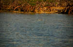 en_big_071110-Abaco-cays-last-tailer.html