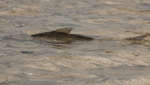 Bonefish