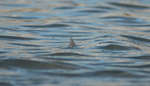 en_big_080217-bahamas-abaco-Dumpa-tailers3.html