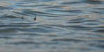 en_big_080217-bahamas-abaco-Dumpa-tailers4.html