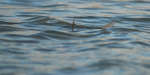 en_big_080217-bahamas-abaco-Dumpa-tailers5.html