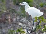 en_big_080218-bahamas-abaco-Dumpa-bird.html