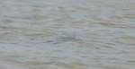 en_big_080218-bahamas-abaco-Dumpa-bone.html