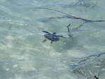 big_080218-bahamas-abaco-Dumpa-turtle.html