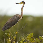 big_080219-bahamas-abaco-purka-fugl.html