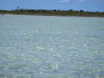 big_080220-bahamas-abaco-dumpa-fishon3.html