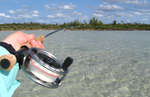 big_080220-bahamas-abaco-dumpa-fishon5.html