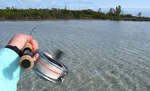 big_080220-bahamas-abaco-dumpa-fishon7.html