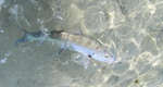 big_080220-bahamas-abaco-dumpa-fishon8.html