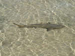 big_080224-bahamas-abaco-purka-shark-LJ.html