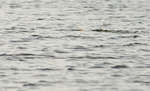 big_080301-bahamas-abaco-dumpa-tailers.html
