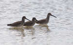 big_080301-bahamas-abaco-purka-birds.html