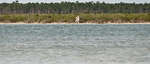 big_080301-bahamas-abaco-purka-mangrove.html