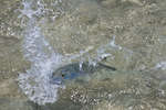 big_080302-bahamas-abaco-bone-head-DB.html