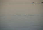 big_081128-bahamas-abaco-dumpa-tail3.html
