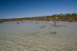 big_081129-bahamas-abaco-flat3-mangrove-school.html