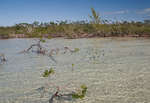 big_081129-bahamas-abaco-flat3-mangrove-school3.html