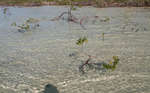 big_081129-bahamas-abaco-flat3-mangrove-school4.html