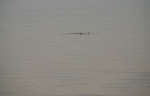 big_081202-bahamas-abaco-glass-flat-tail.html