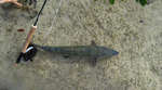 big_081204-bahamas-abaco-bonefish.html