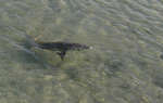 big_081207-bahamas-abaco-shark.html