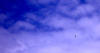 bilde