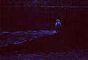 big_990709-trysilelva-dariusz-nattfiske-AF.html