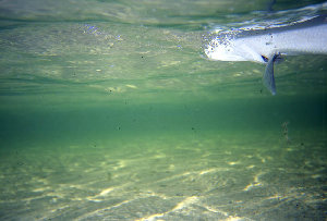 big_010220-mexico-punta_allen-bone_underwater.html