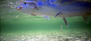 big_010220-mexico-punta_allen-bone_underwater2.html